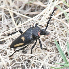 Calocomus desmarestii