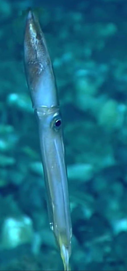 Neosquids
