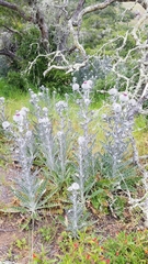 Cirsium occidentale occidentale