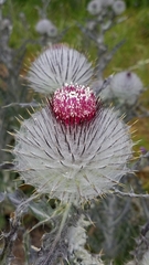 Cirsium occidentale occidentale