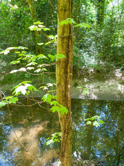 Acer leucoderme
