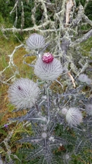 Cirsium occidentale occidentale
