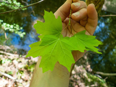 Acer leucoderme