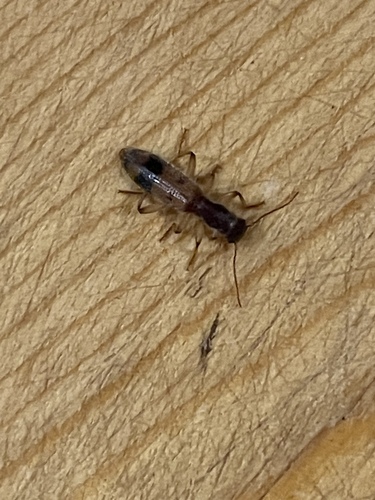 Long-necked Cymatodera photo 4