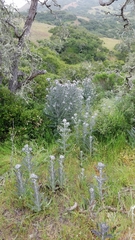Cirsium occidentale occidentale