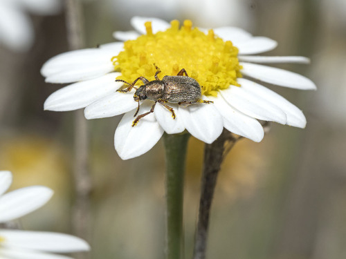 Macrocoma splendens