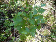 Toxicodendron radicans verrucosum