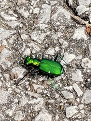 Cicindela sexguttata