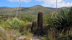 Ferocactus pilosus