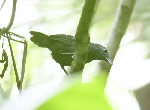 Spot-winged Antbird (Myrmelastes leucostigma), photo 5