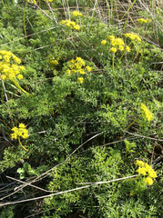Lomatium grayi
