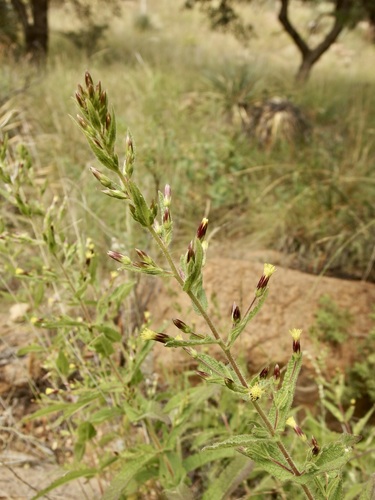 Image of Brickellia amplexicaulis by (c) Sue Carnahan, some rights reserved (CC BY)