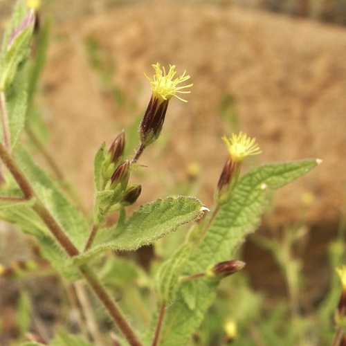 Image of Brickellia amplexicaulis by (c) Sue Carnahan, some rights reserved (CC BY)