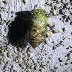 Dorisiana cachla image