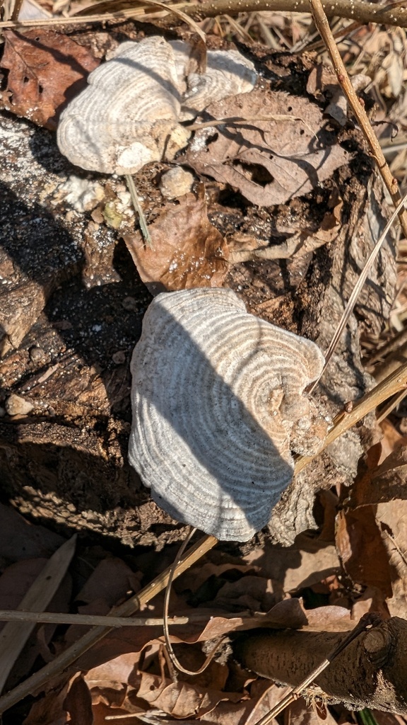 Trametes betulina · February 2024 · photo: © atsushi_nakajima_cirque (iNaturalist, cc-by)