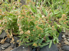 Pyrrocoma hirta sonchifolia