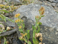 Pyrrocoma hirta sonchifolia