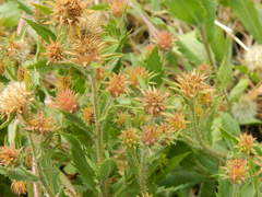 Pyrrocoma hirta sonchifolia