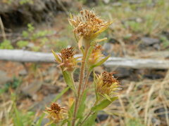 Pyrrocoma hirta sonchifolia