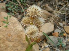 Pyrrocoma hirta sonchifolia