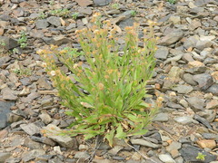 Pyrrocoma hirta sonchifolia