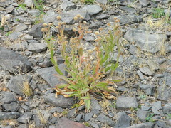 Pyrrocoma hirta sonchifolia