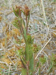 Pyrrocoma hirta sonchifolia