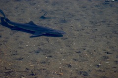 Mustelus