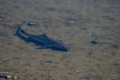Mustelus