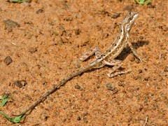 Sitana ponticeriana