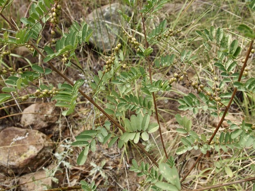 Image of Indigofera sphaerocarpa by (c) Sue Carnahan, some rights reserved (CC BY)
