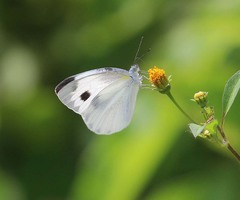 Pieris canidia canidia