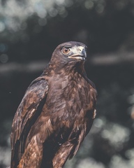 Buteo jamaicensis