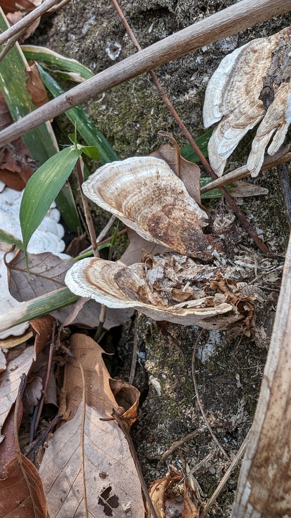 Microporus vernicipes · February 2024 · photo: © atsushi_nakajima_cirque (iNaturalist, cc-by)