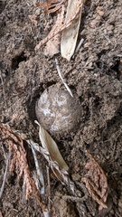 Astraeus hygrometricus