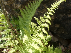 Dryopteris pallida