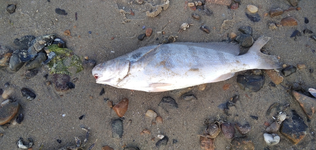 Banded Croaker