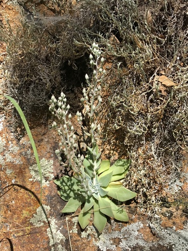 Image of Graptopetalum bartramii by (c) Sue Carnahan, some rights reserved (CC BY)