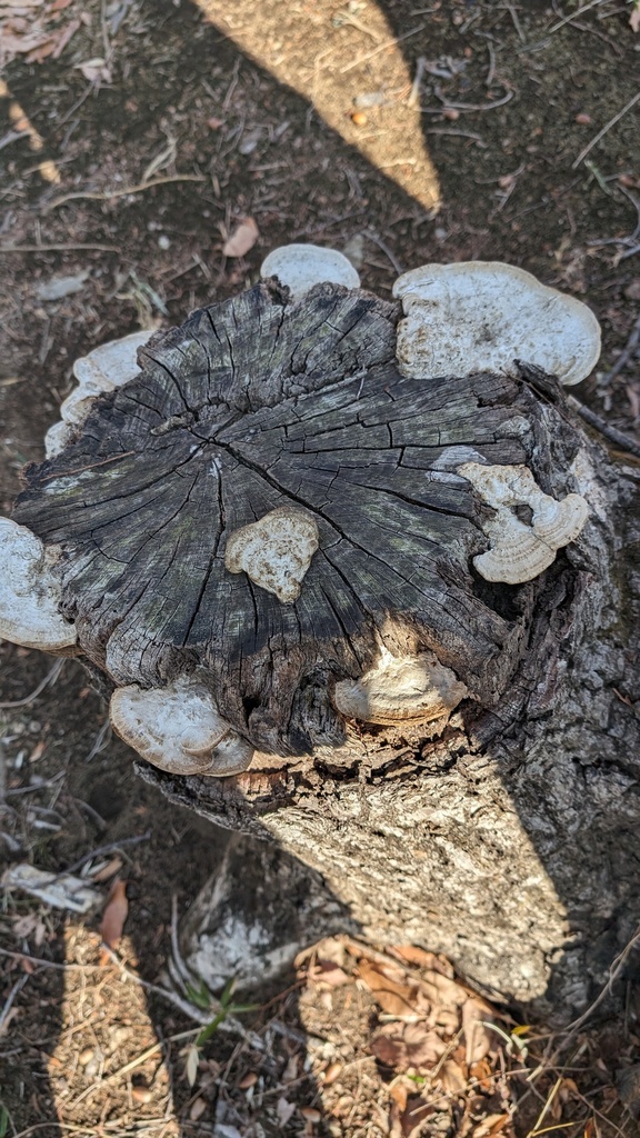 Fomitopsis dickinsii · February 2024 · photo: © atsushi_nakajima_cirque (iNaturalist, cc-by)