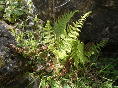 Dryopteris pallida