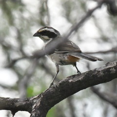 Microspingus torquatus