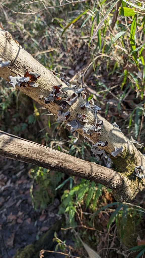Auricularia polytricha · February 2024 · photo: © atsushi_nakajima_cirque (iNaturalist, cc-by)