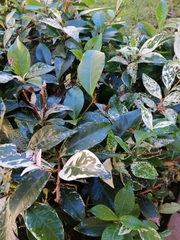 Trachelospermum jasminoides