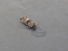 Sereda tautana
