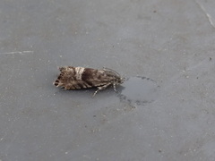 Sereda tautana