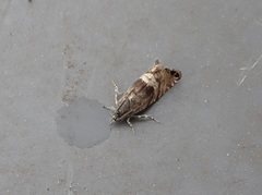 Sereda tautana