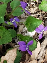 Viola sororia