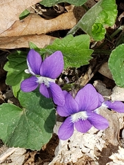 Viola sororia