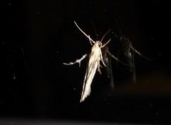 Stathmopoda plumbiflua