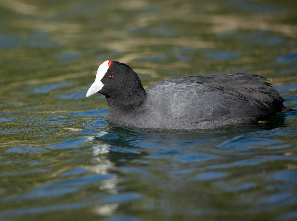 Eurasian × Red-knobbed Coot